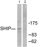 SHIP-1 Polyclonal Antibody
