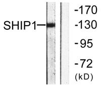 SHIP-1 Polyclonal Antibody