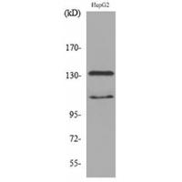 SHIP-2 Polyclonal Antibody