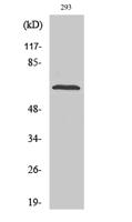 SH-PTP2 Polyclonal Antibody