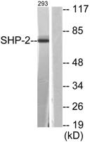 SH-PTP2 Polyclonal Antibody