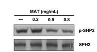 SH-PTP2 Polyclonal Antibody