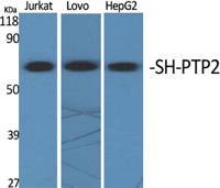 SH-PTP2 Polyclonal Antibody
