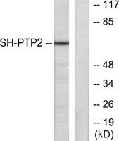 SH-PTP2 Polyclonal Antibody