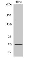 SH-PTP2 Polyclonal Antibody