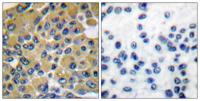 SH-PTP2 Polyclonal Antibody
