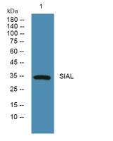 SIAL Polyclonal Antibody