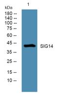 SIG14 Polyclonal Antibody