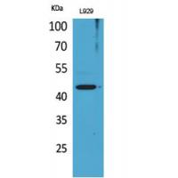 Siglec-5/14 Polyclonal Antibody