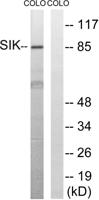 SIK1 Polyclonal Antibody