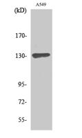 Sin3B Polyclonal Antibody