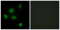 Sin3B Polyclonal Antibody