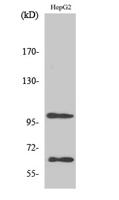 SIRP-α1 Polyclonal Antibody