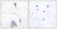 SIRP-α1 Polyclonal Antibody