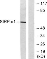SIRP-α1 Polyclonal Antibody
