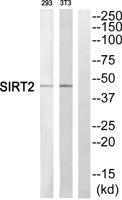 SIRT2 Polyclonal Antibody