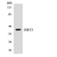 SIRT3 Polyclonal Antibody