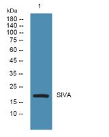 SIVA Polyclonal Antibody
