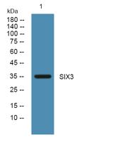 SIX3 Polyclonal Antibody