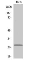 Six3/6 Polyclonal Antibody