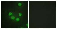 Six3/6 Polyclonal Antibody
