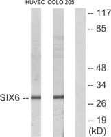 Six3/6 Polyclonal Antibody