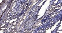 Six3/6 Polyclonal Antibody