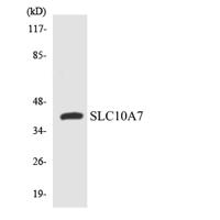 SLC10A7 Polyclonal Antibody