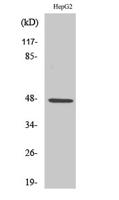 SLC17A2 Polyclonal Antibody
