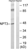 SLC17A2 Polyclonal Antibody