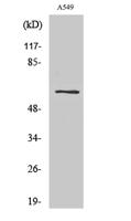 SLC43A1 Polyclonal Antibody