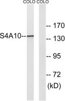 SLC4A8/10 Polyclonal Antibody