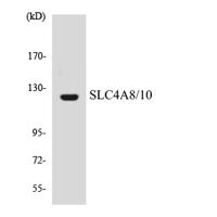 SLC4A8/10 Polyclonal Antibody
