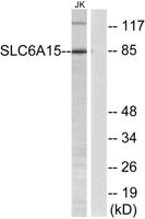 SLC6A15 Polyclonal Antibody