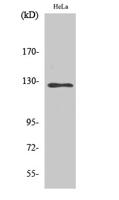 SMG7 Polyclonal Antibody