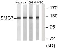 SMG7 Polyclonal Antibody