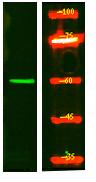 SMG9 Polyclonal Antibody