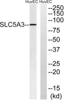 SMIT Polyclonal Antibody