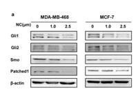 Smo Polyclonal Antibody