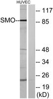 Smo Polyclonal Antibody