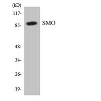 Smo Polyclonal Antibody