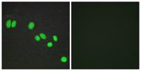 SMRTe Polyclonal Antibody