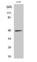 sMtCK Polyclonal Antibody