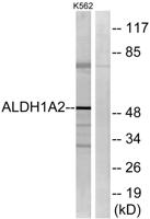 ALDH1A2 Polyclonal Antibody