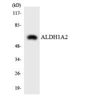 ALDH1A2 Polyclonal Antibody