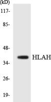 HLA-H Polyclonal Antibody