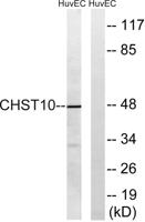 HNK-1ST Polyclonal Antibody