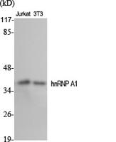 hnRNP A1 Polyclonal Antibody