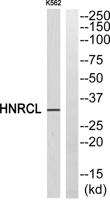 hnRNP CL1 Polyclonal Antibody