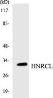 hnRNP CL1 Polyclonal Antibody